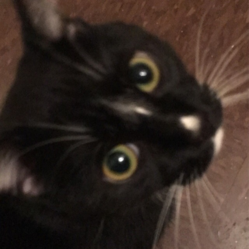 Meet your Posher, Imani